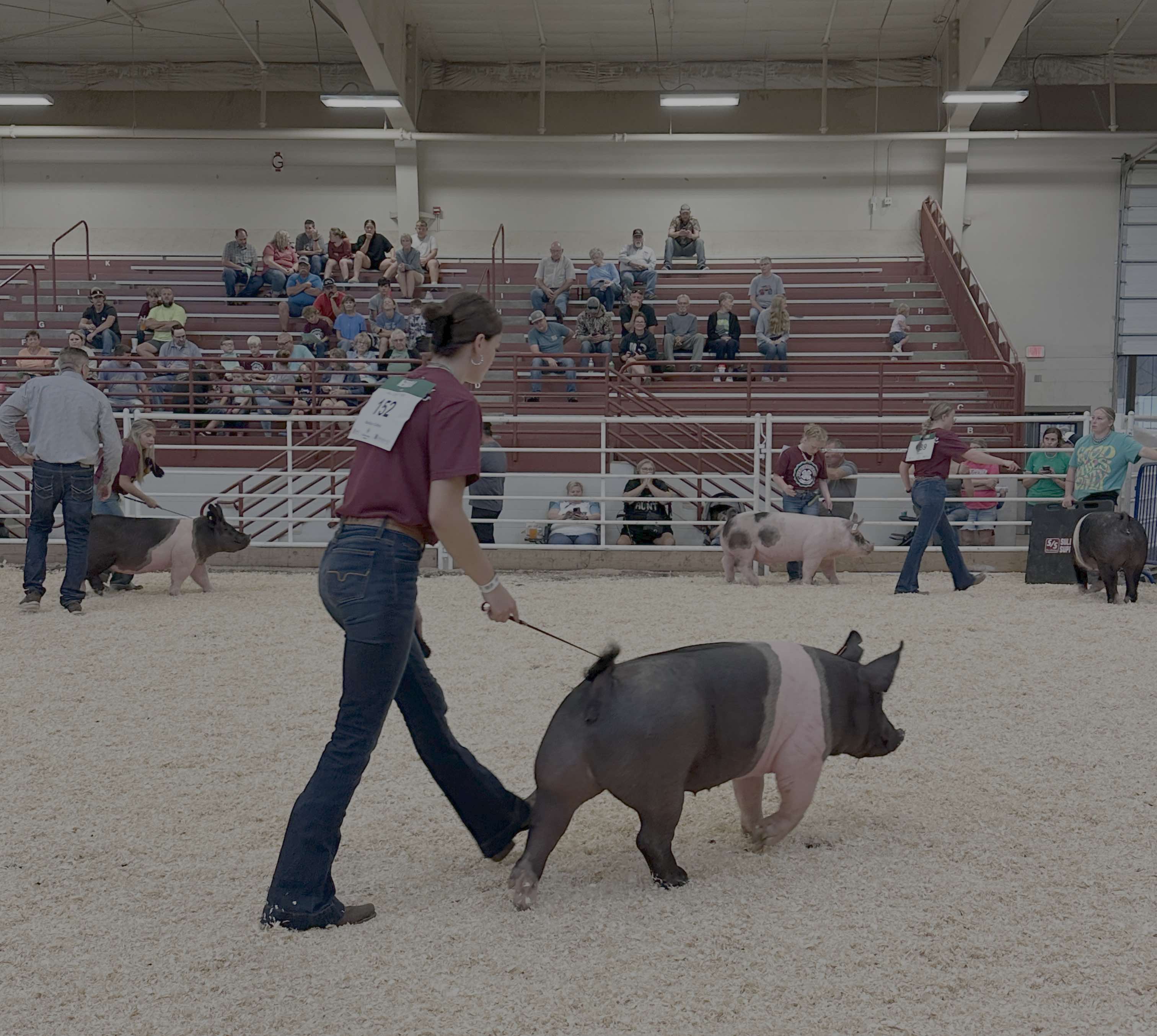 Gallery Photo of the Hall County Fair